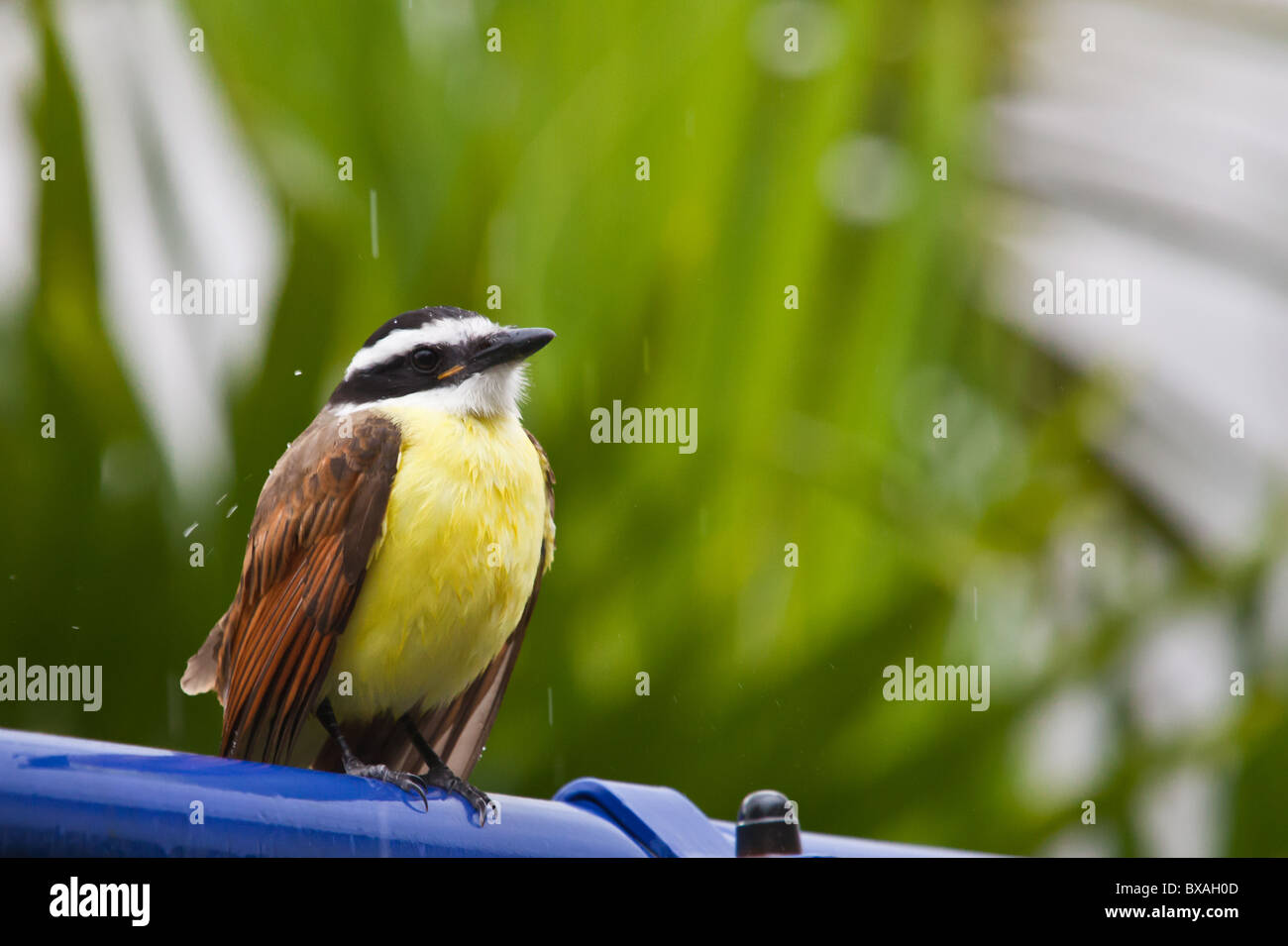 Tyrannidae,o grande Kiskadee, seduti sotto la pioggia Foto Stock