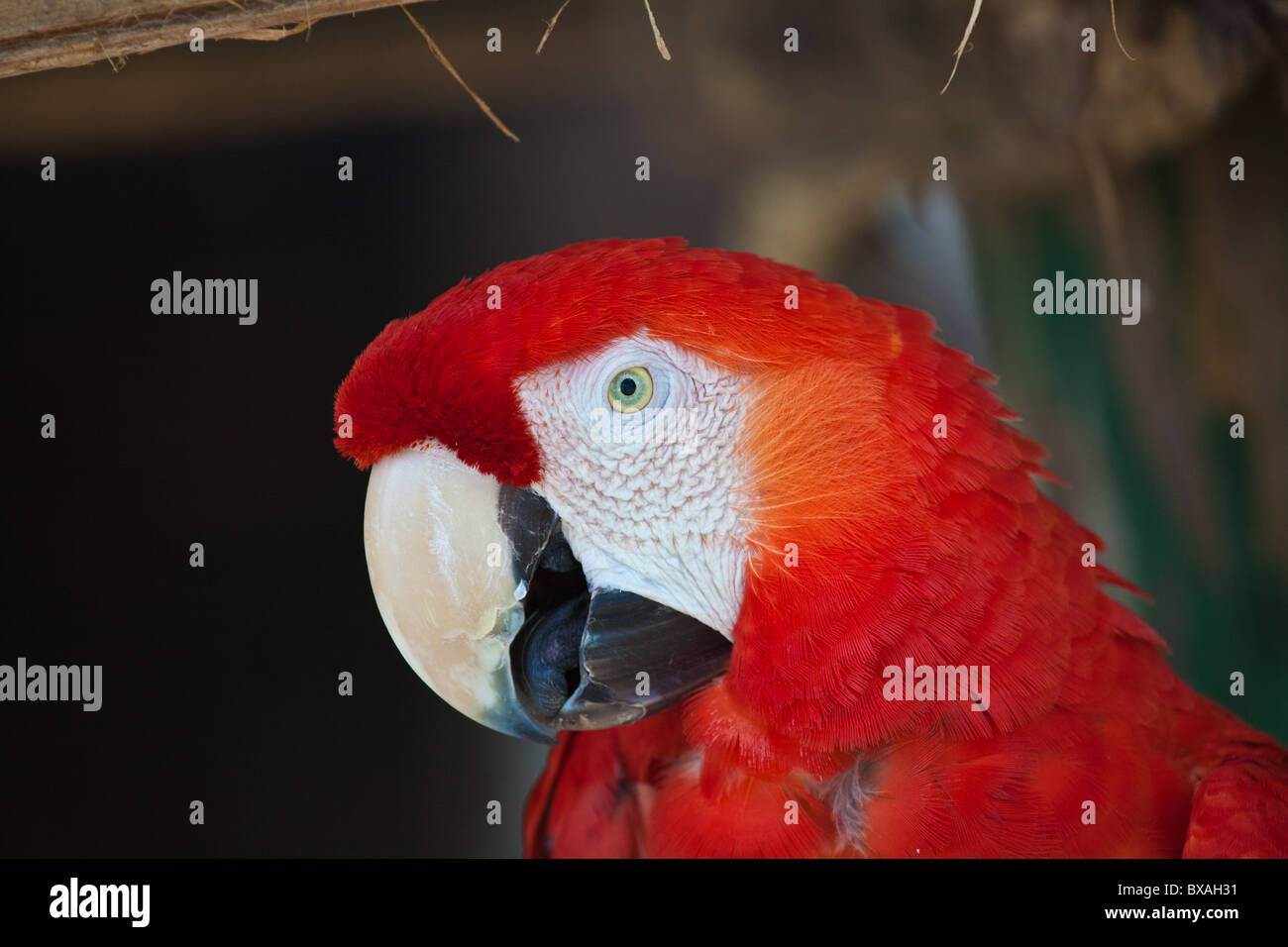 Scarlet Macaw testa Foto Stock