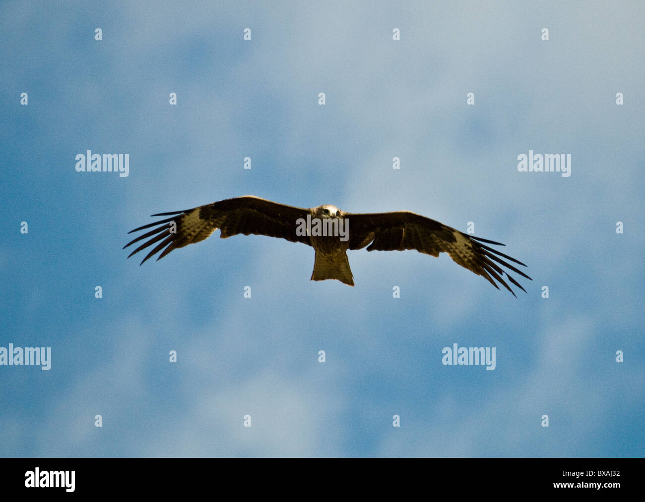 Un aquila mongola volare fino in cielo. Foto Stock