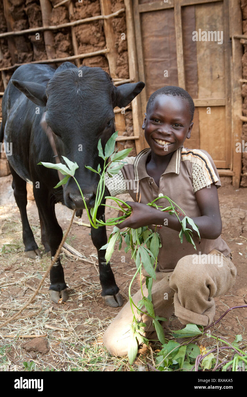 Un ragazzo alimenta la sua famiglia vacca in Buwanyanga Village - Sironko, Uganda orientale, Africa orientale. Foto Stock