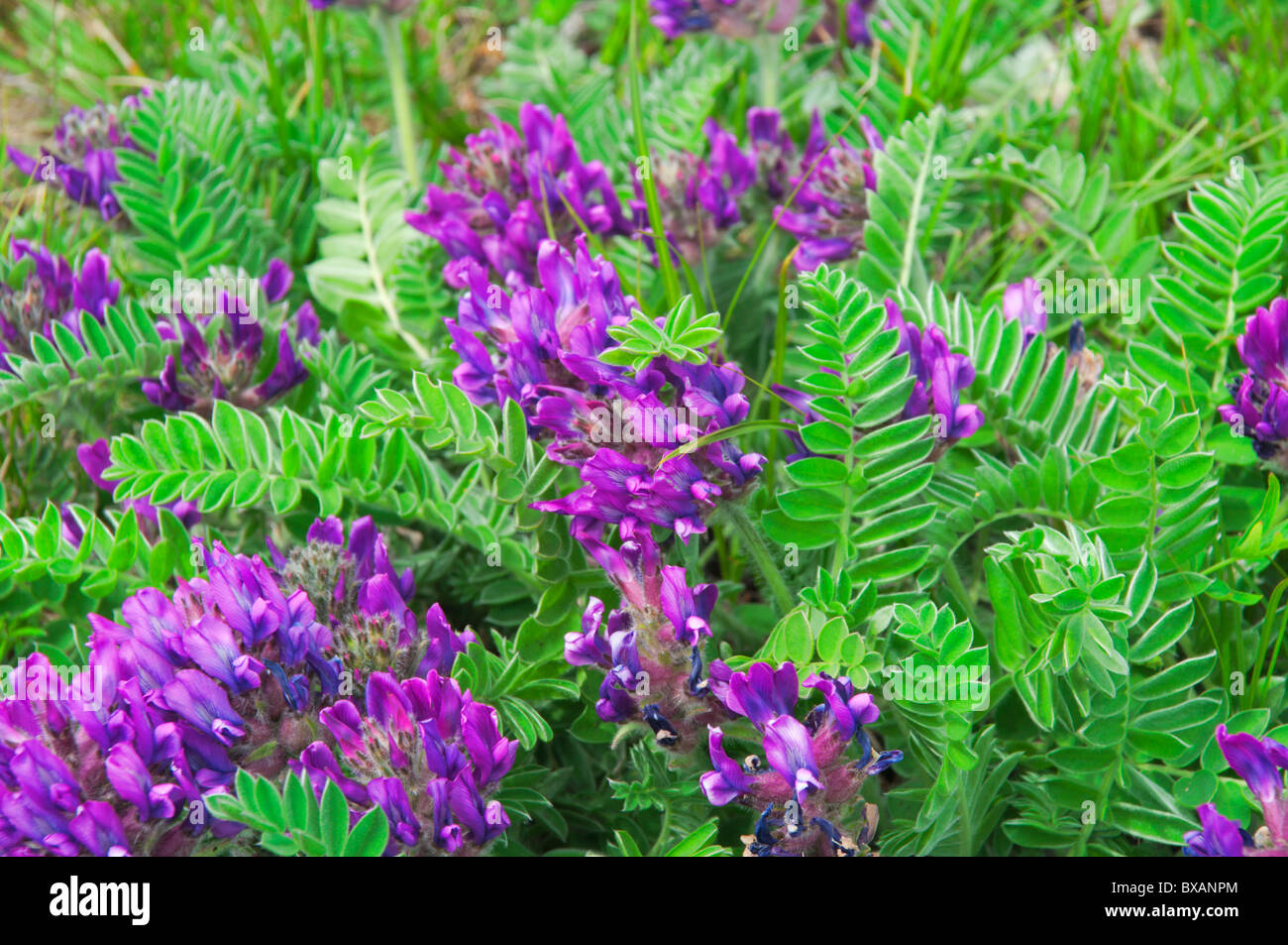Viola selvatica tra un'erba contro il mare Foto Stock