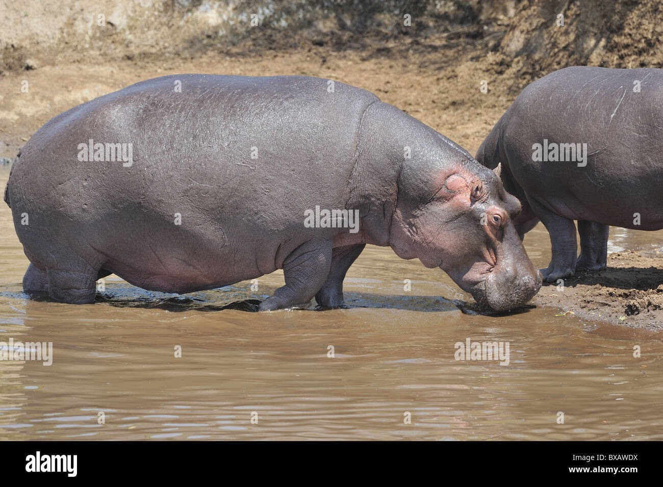 Ippopotamo - Ippona (Hippopotamus amphibius) passeggiate sulla banca del fiume di Mara - Kenya - Africa orientale Foto Stock