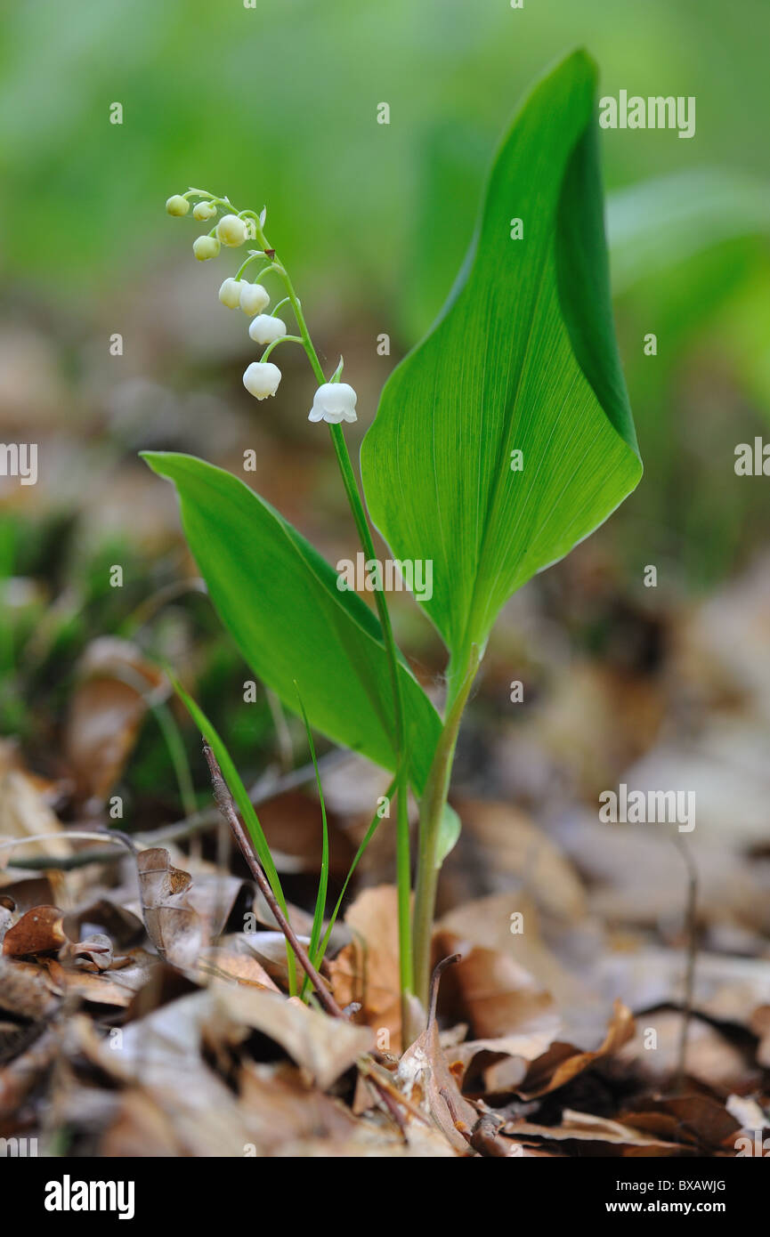 Il giglio della valle (convallaria majalis) - Louvain-La-Neuve - Belgio Foto Stock