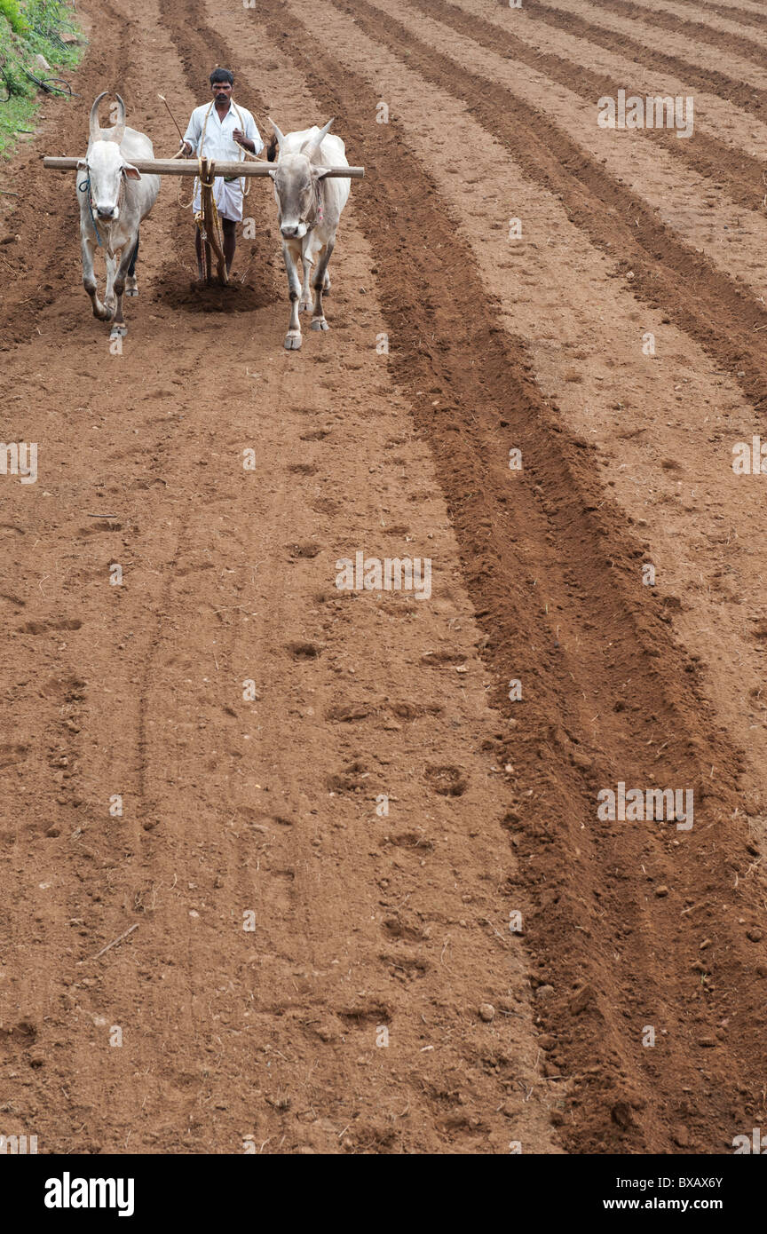 L'agricoltore indiano arando un campo con un aratro trainato da buoi / zebù / indian humped vacche nella rurale campagna indiana. Andhra Pradesh, India Foto Stock