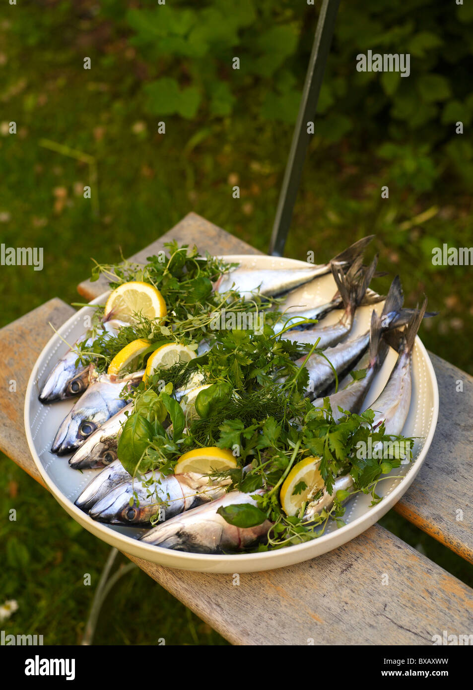 Sgombro pesce con fettina di limone e le erbe aromatiche Foto Stock