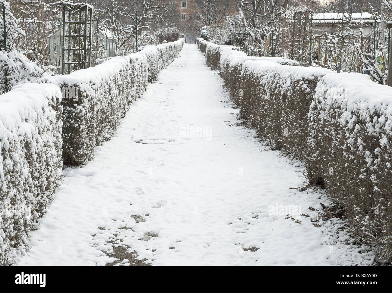 Sentiero attraverso la siepe su un inverno nevoso giorno Foto Stock