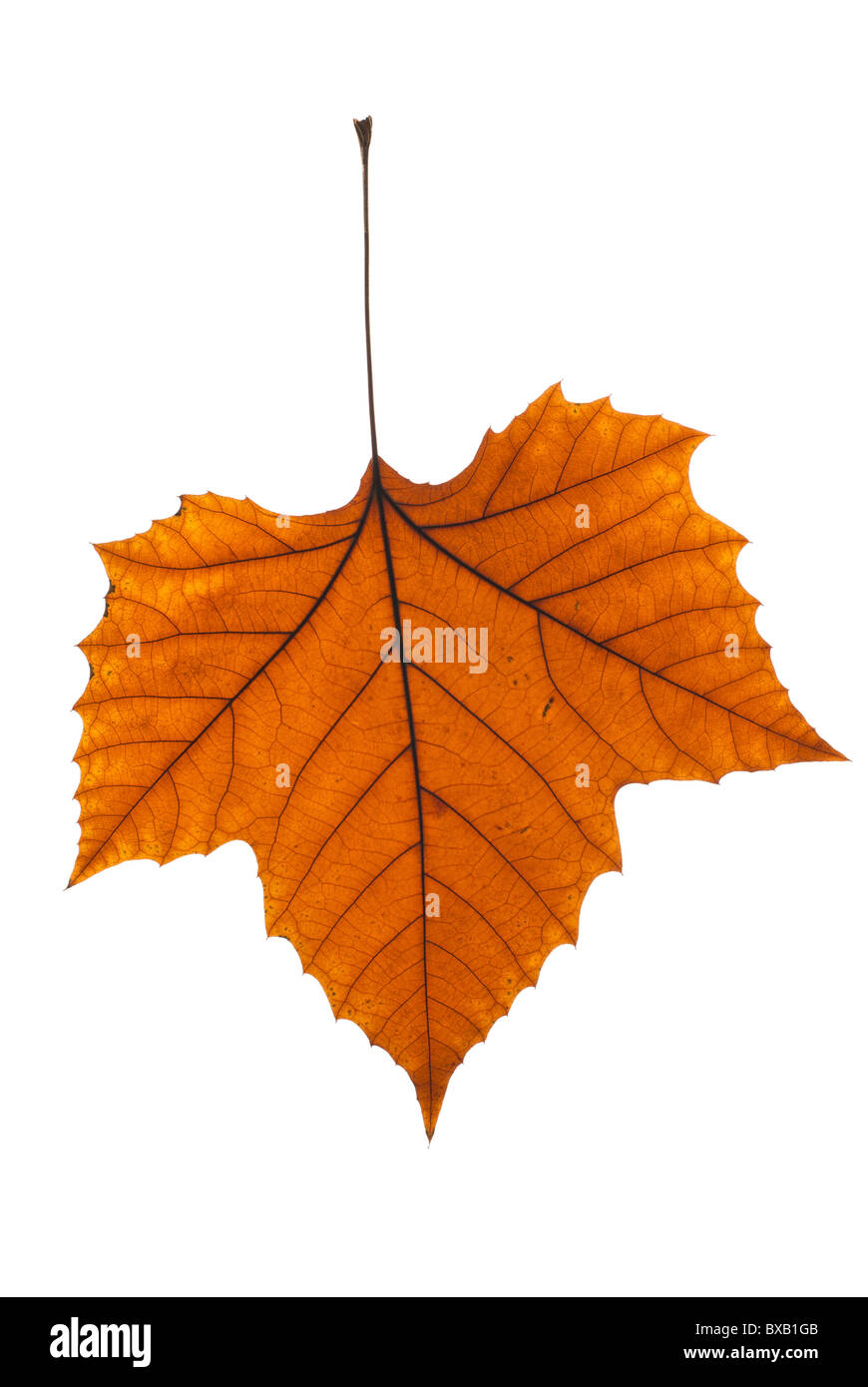 Autunno albero piano battente sul (pura) sfondo bianco Foto Stock