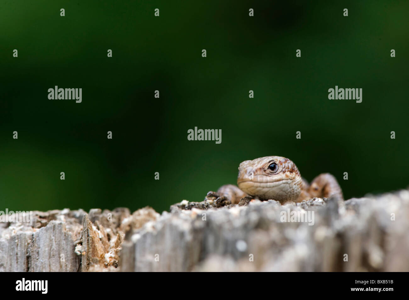 Lizard sul ceppo di albero, close-up Foto Stock