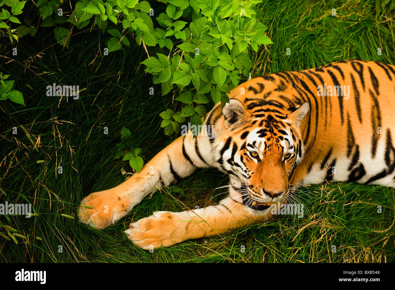 Tiger sdraiati sull'erba Foto Stock