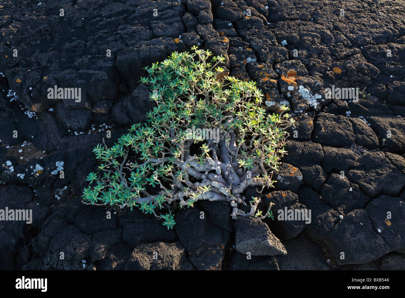 Balsamo (Euforbia Euphorbia balsamifera) sulle rocce laviche, Lanzarote, Isole Canarie, Spagna, Europa Foto Stock