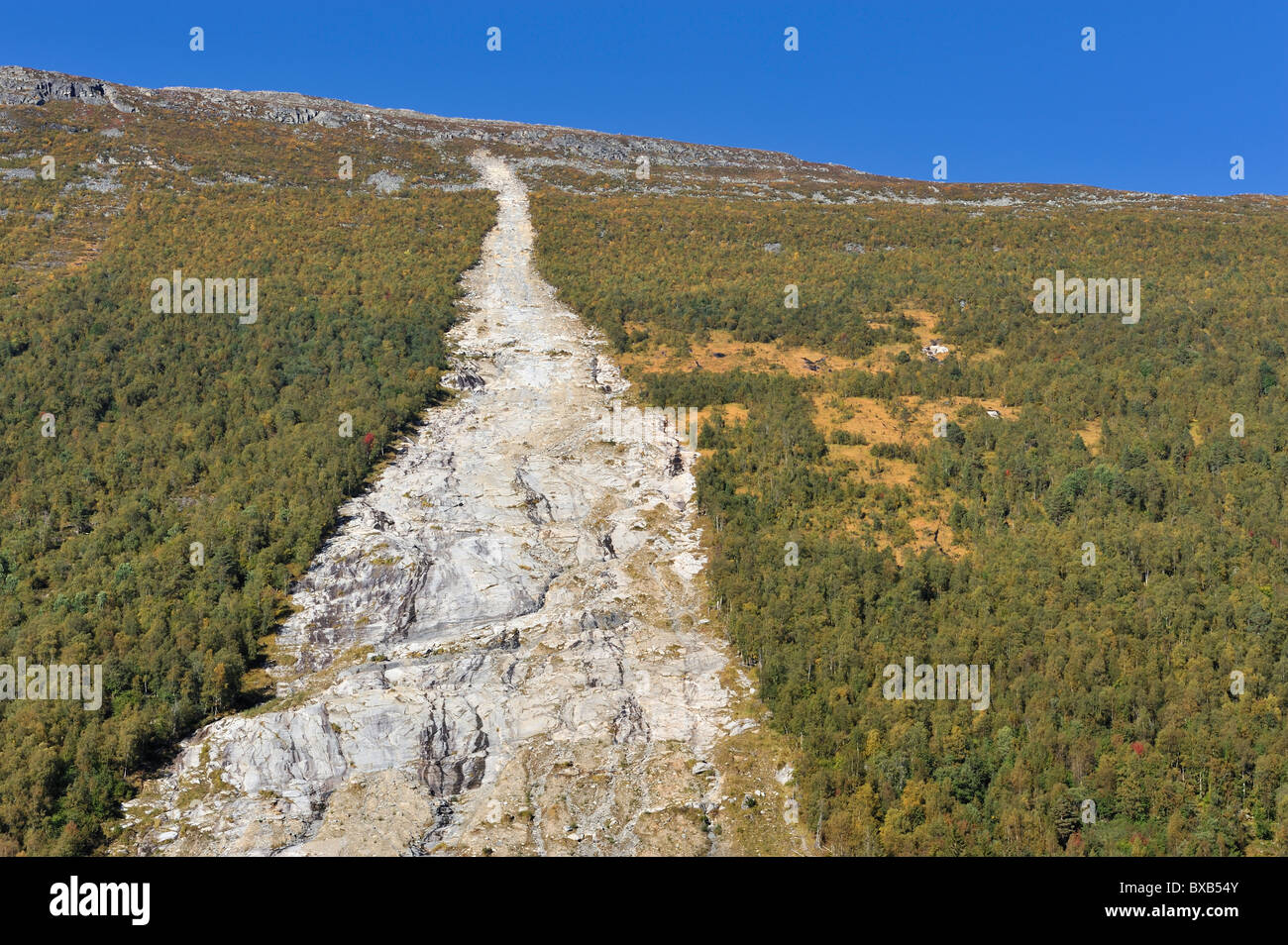 Avalanche scolpisce white scar attraverso la foresta Foto Stock