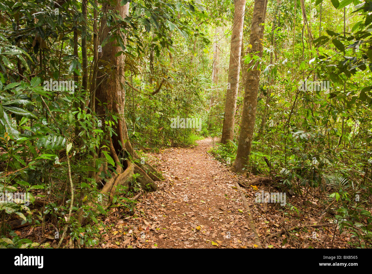 Foresta di pioggia a piedi, Lago Eacham, Atherton altipiano, laghi cratere National Park, Yungaburra, Queensland Foto Stock