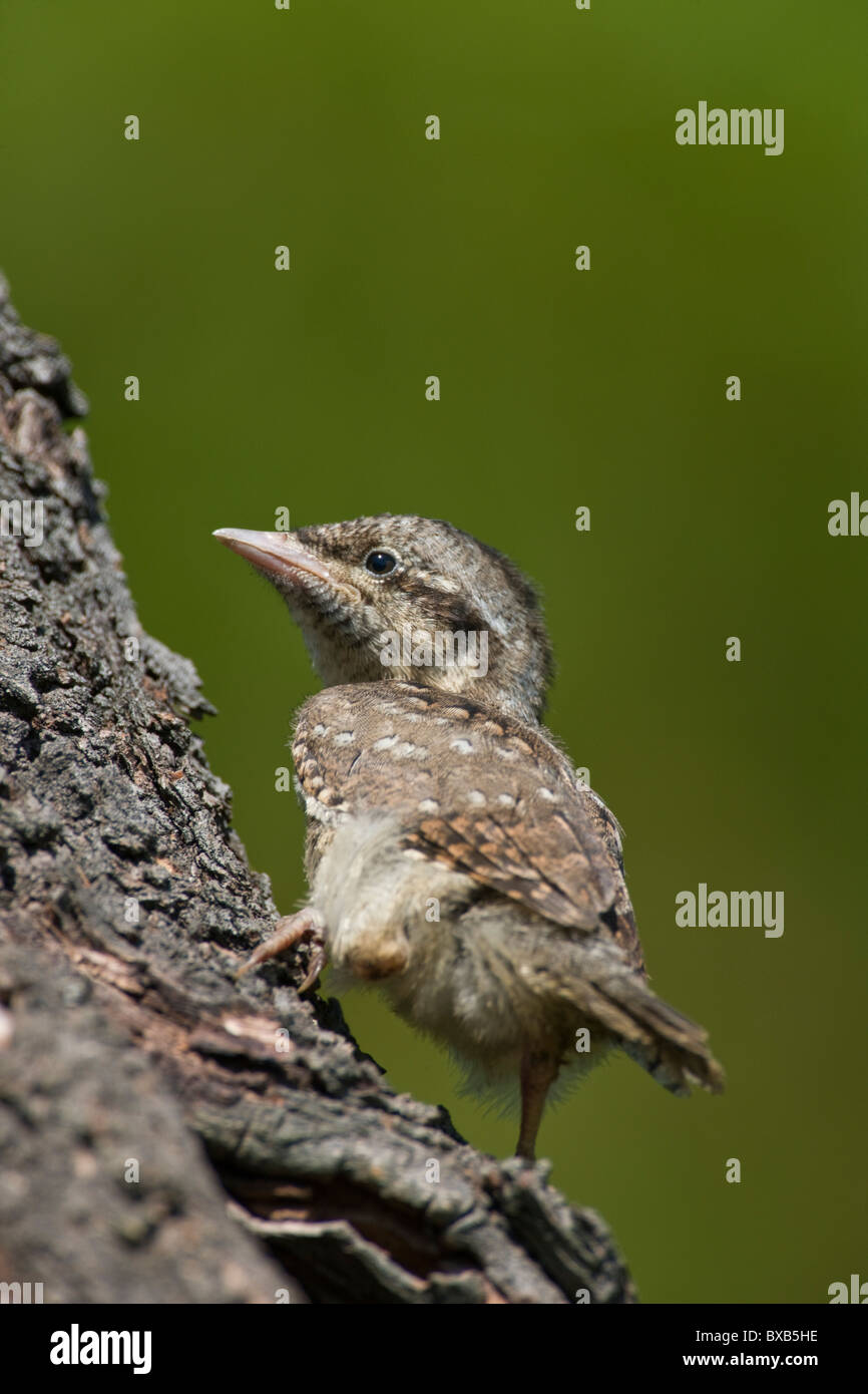 Uccello sull'albero Foto Stock