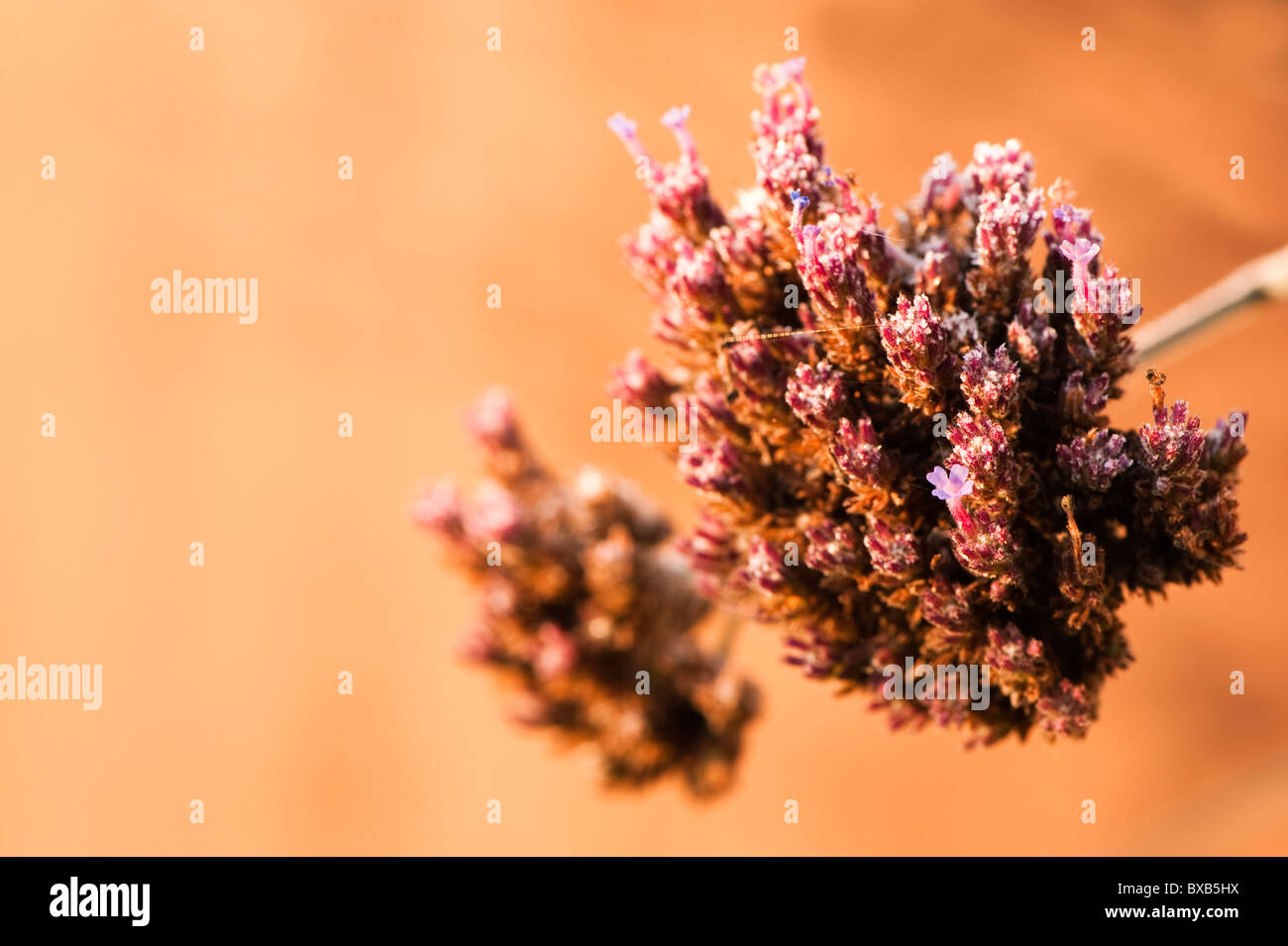 Verbena bonariensis fiori dopo un gelo in novembre Foto Stock