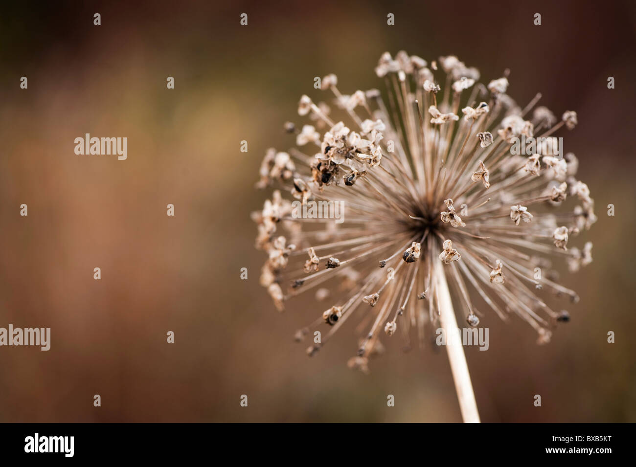 Allium hollandicum, 'viola sensazione " Teste di seme in novembre Foto Stock