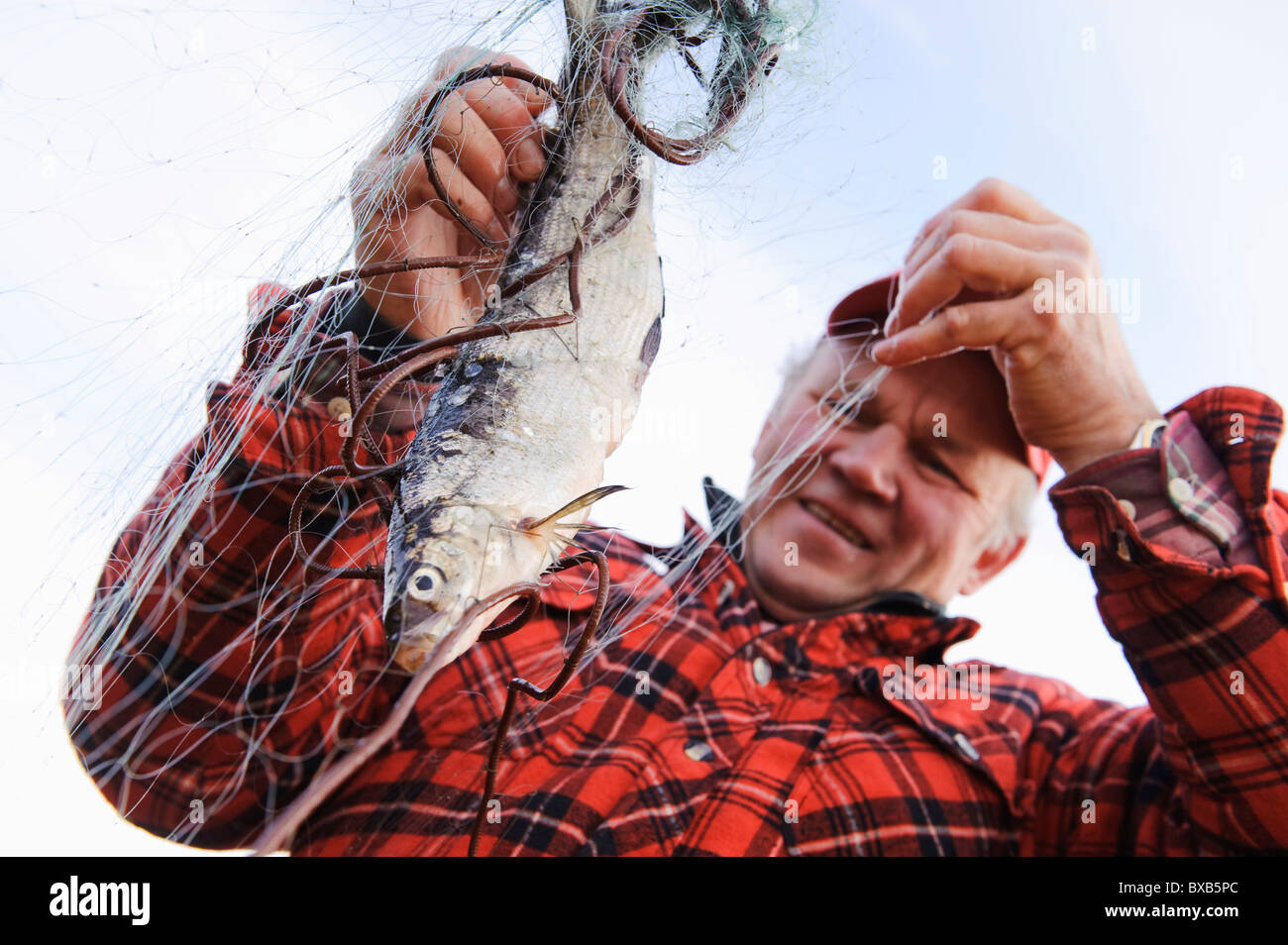 Fisherman tenendo fuori pesce dalla rete da pesca Foto Stock