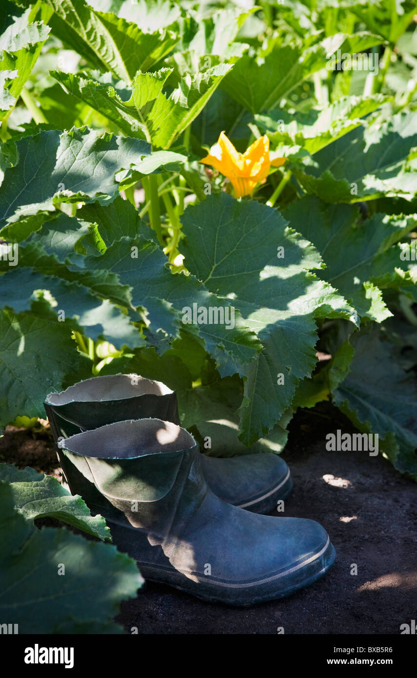 Stivali di gomma tra piante di zucchine Foto Stock