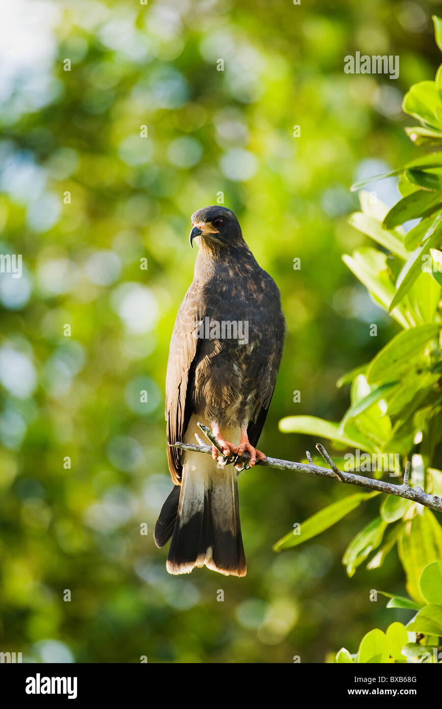 Everglade kite appollaiate su albero Foto Stock