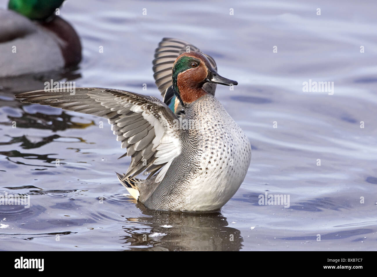 Un maschio di Teal (Anas crecca) essiccare le sue ali Foto Stock