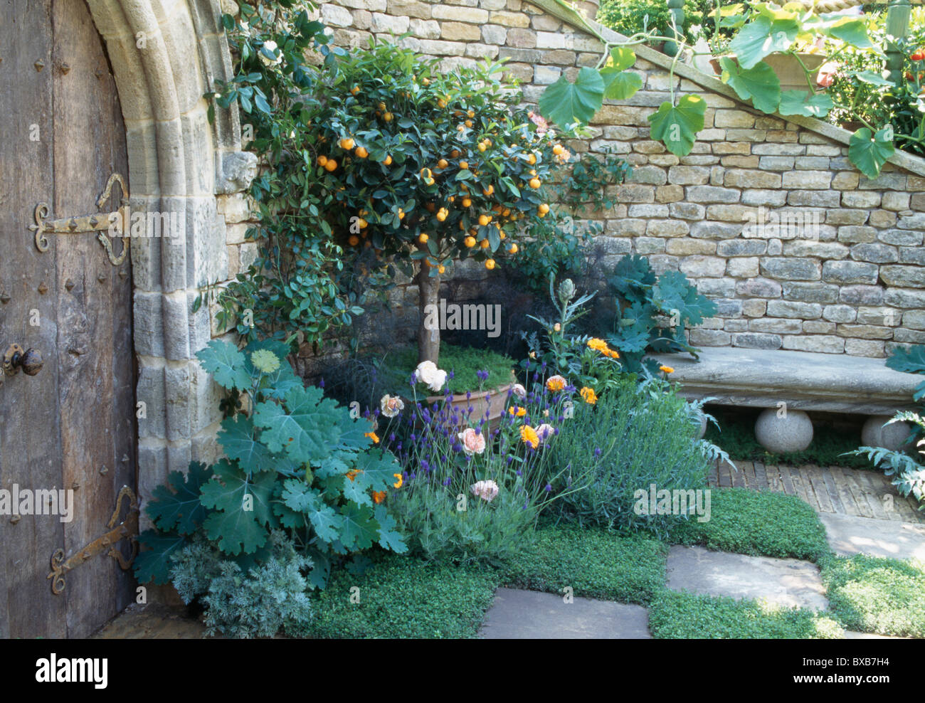 Albero di agrumi in vaso sul patio in un angolo del giardino murato con camomilla crescente tra la pietra pavimentazioni Foto Stock