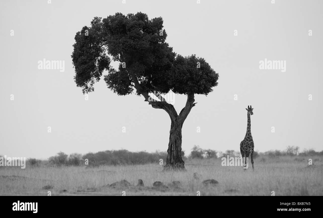 La giraffa mediante una struttura ad albero in Kenya Foto Stock