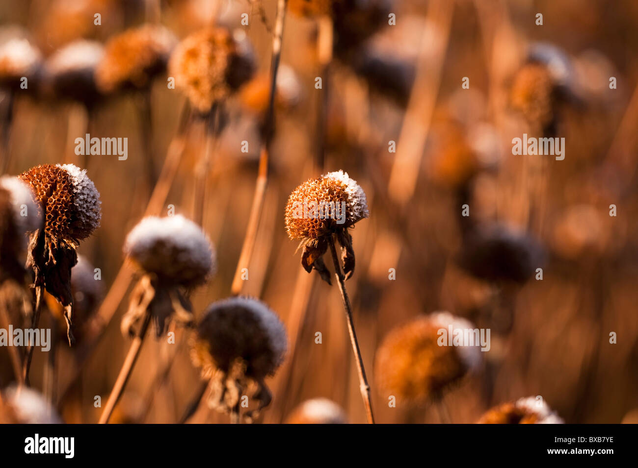 Monarda 'Prarienacht' Teste di seme in novembre con la fusione di frost Foto Stock