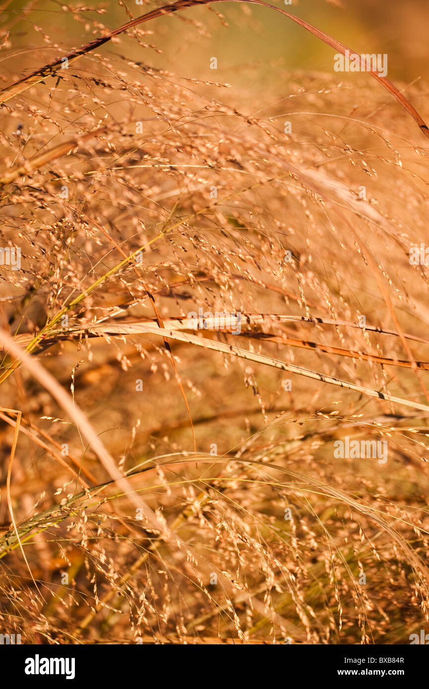 Panicum virgatum 'Squaw', Switchgrass, in novembre Foto Stock