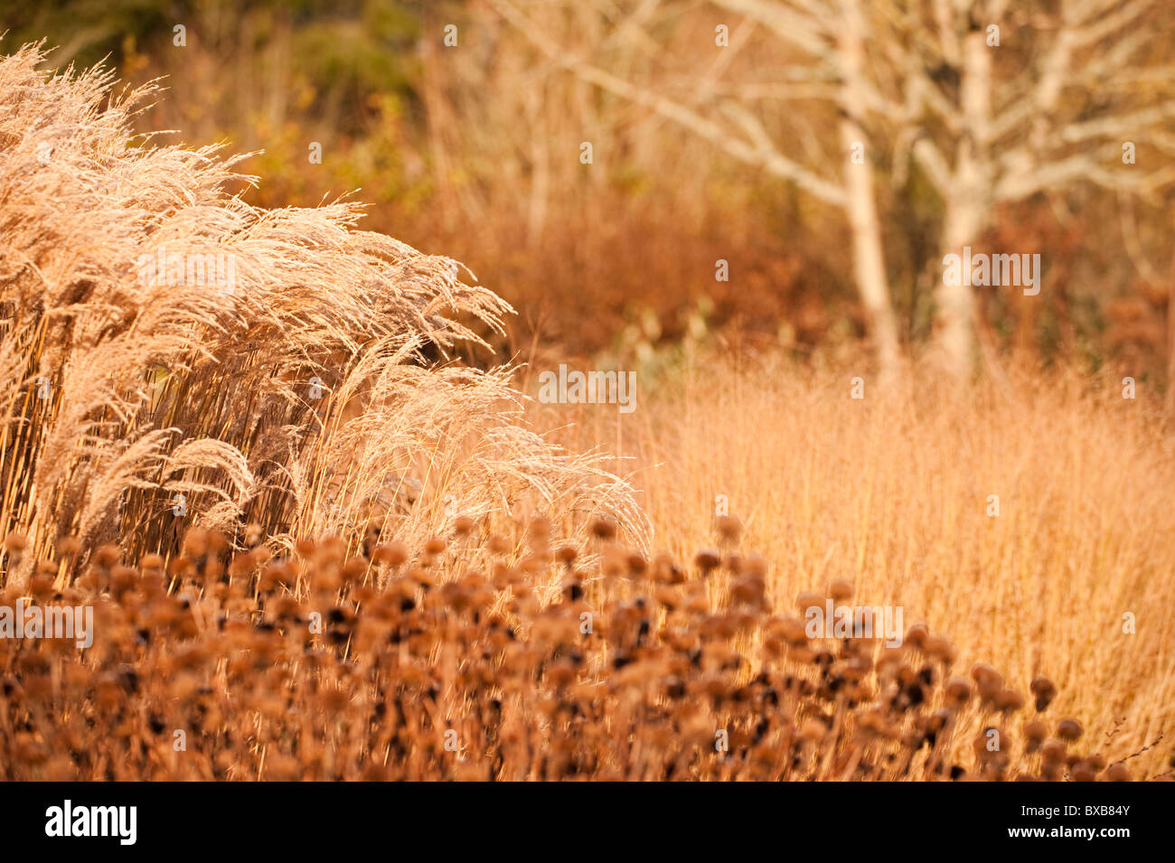 Square/Giardino calda nel novembre ad RHS Rosemoor, Devon, Inghilterra, Regno Unito Foto Stock