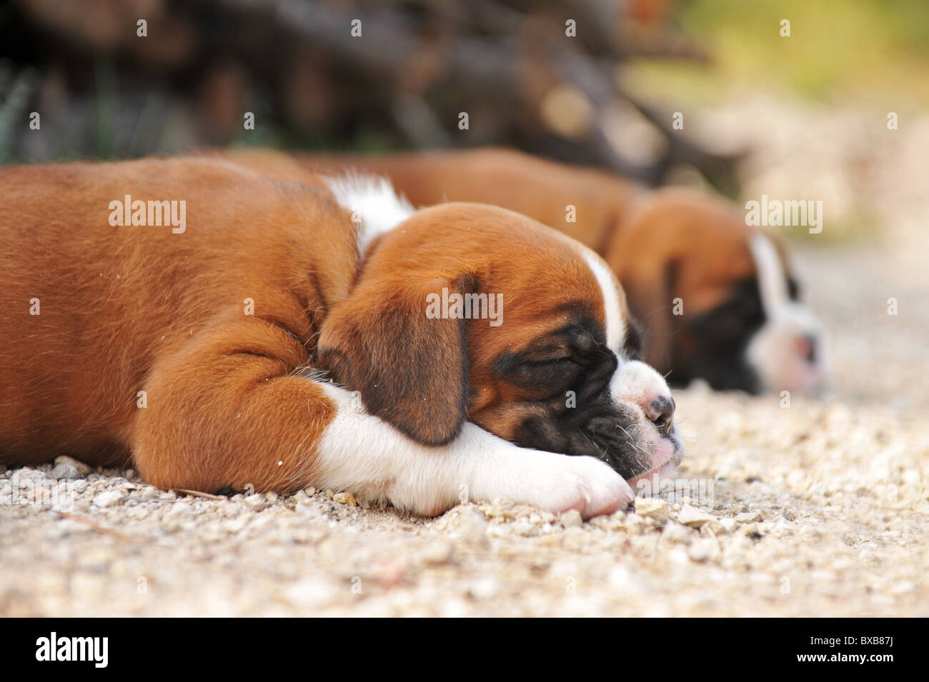 Ritratto di un giovane di cuccioli di razza boxer stabilite Foto Stock