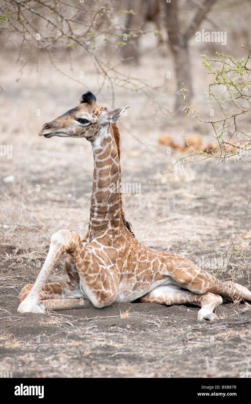 La giraffa wildlife in Kenya Foto Stock