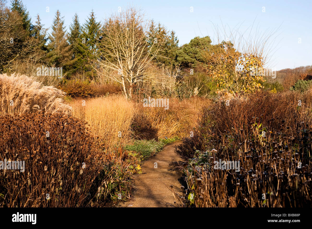 Square/Giardino calda nel novembre ad RHS Rosemoor, Devon, Inghilterra, Regno Unito Foto Stock