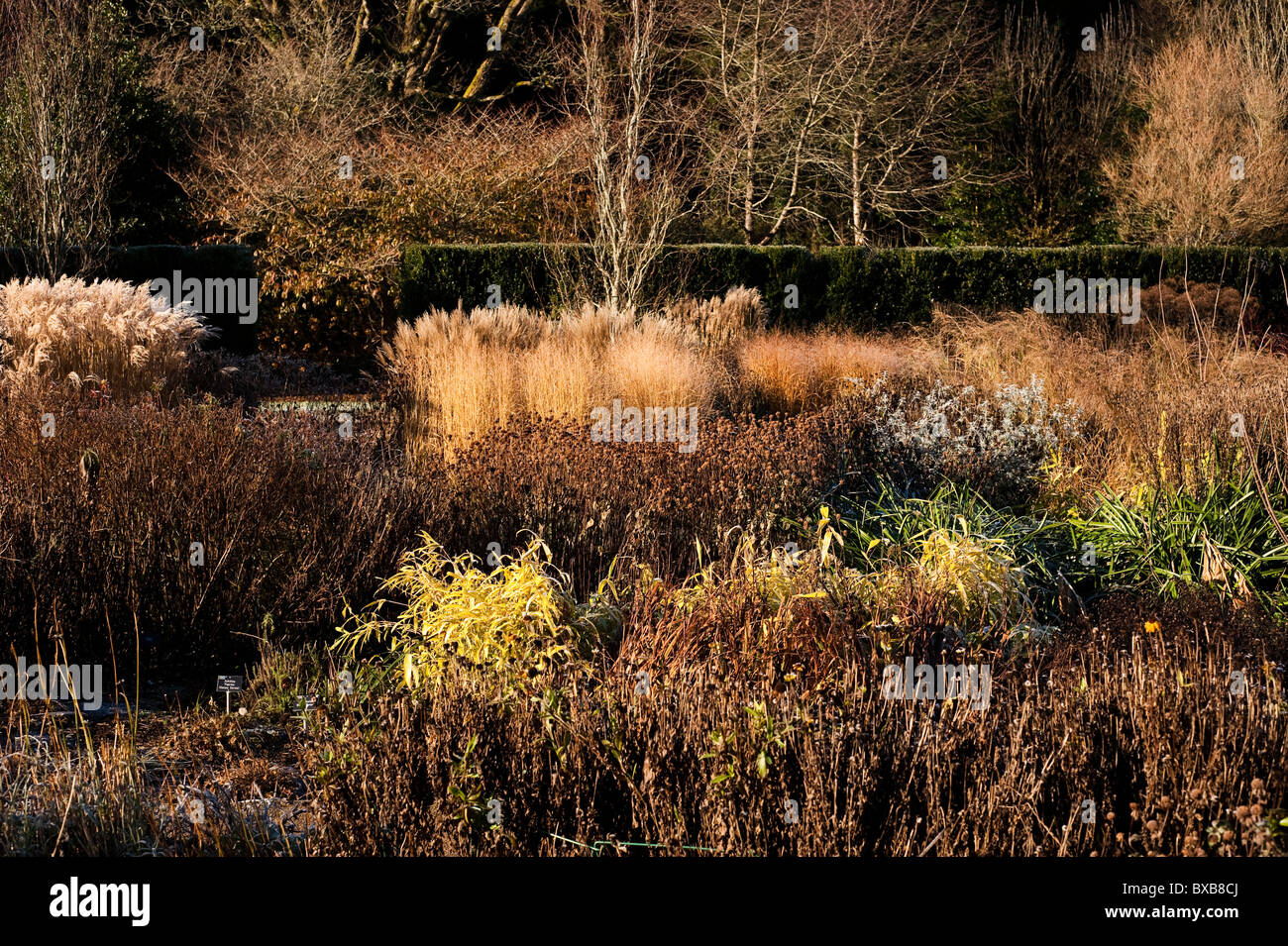 Square/Giardino calda nel novembre ad RHS Rosemoor, Devon, Inghilterra, Regno Unito Foto Stock