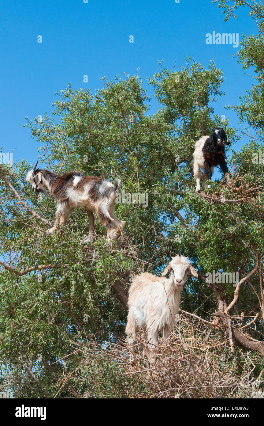 Caprini salire un albero di Argan nella parte occidentale del Marocco, Africa del Nord. Foto Stock