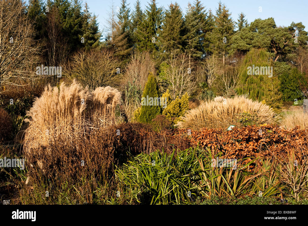 Quadrati/Hot giardino di fronte al fogliame e Plantsman's Garden nel novembre ad RHS Rosemoor, Devon, Inghilterra, Regno Unito Foto Stock
