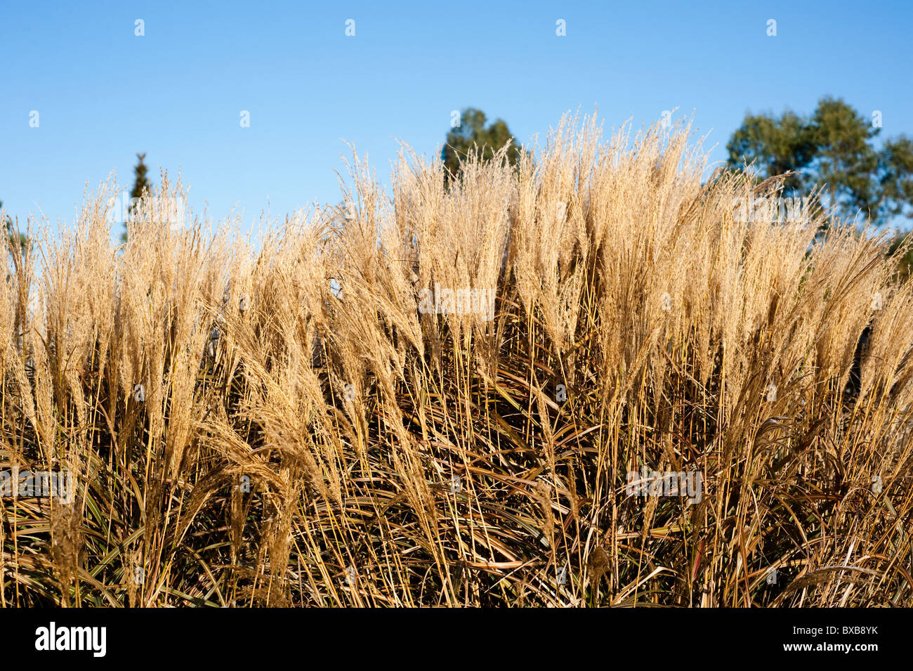 Miscanthus sinensis da Yakushima in novembre Foto Stock
