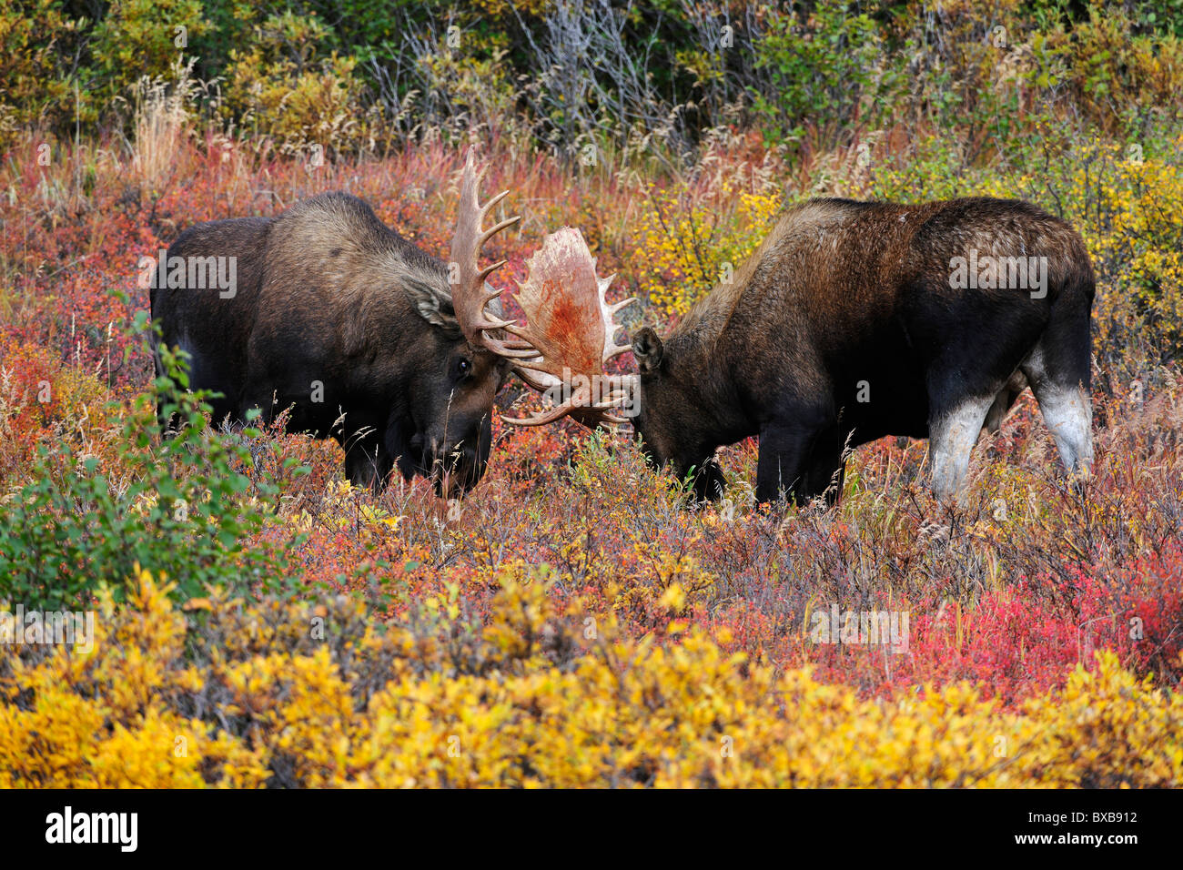 Bull Moose (Alces alces) combattendo in solchi stagione, Parco Nazionale di Denali, Alaska Foto Stock