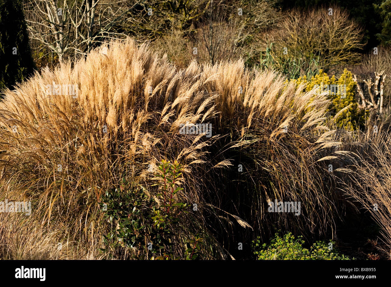 Miscanthus sinensis da Yakushima in novembre Foto Stock