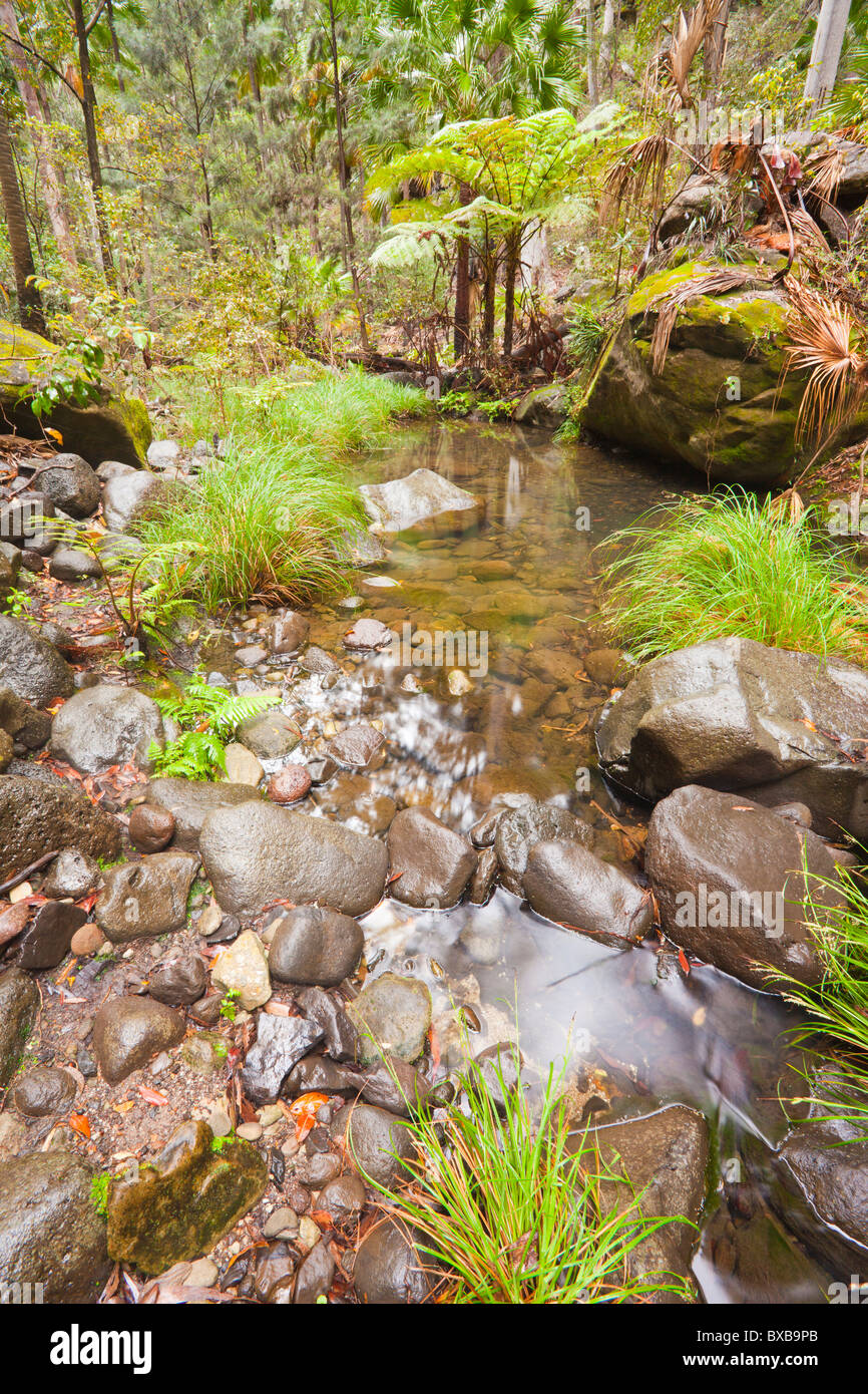 Mickey's Creek, Carnarvon National Park, Injune, Queensland Foto Stock