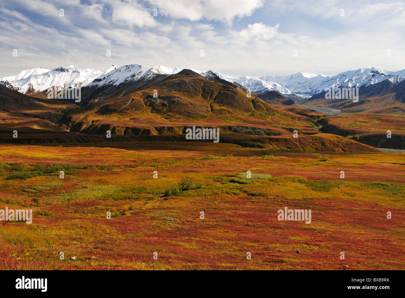 In autunno il paesaggio e i colori autunnali della tundra, Parco Nazionale di Denali, Alaska Foto Stock