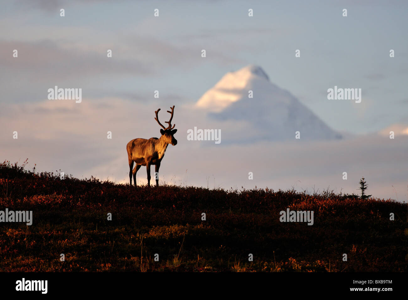 Caribou Coffee Company (Rangifer tarandus) all'alba, di fronte l'Alaska Range, Parco Nazionale di Denali, Alaska Foto Stock