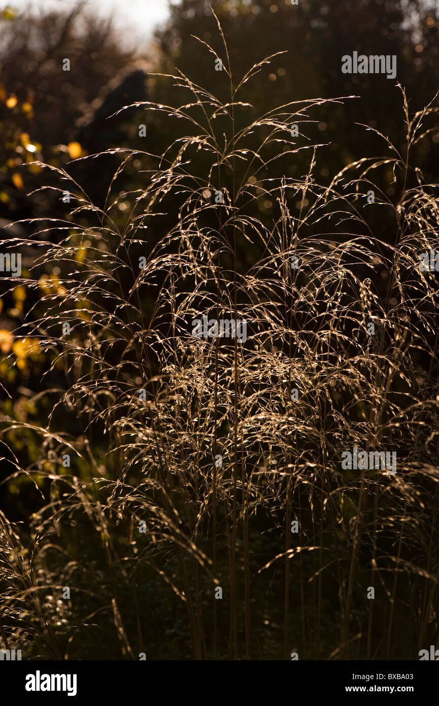 Chionochloa conspicua, Hunangemoho o piumati Tussock erba in novembre Foto Stock