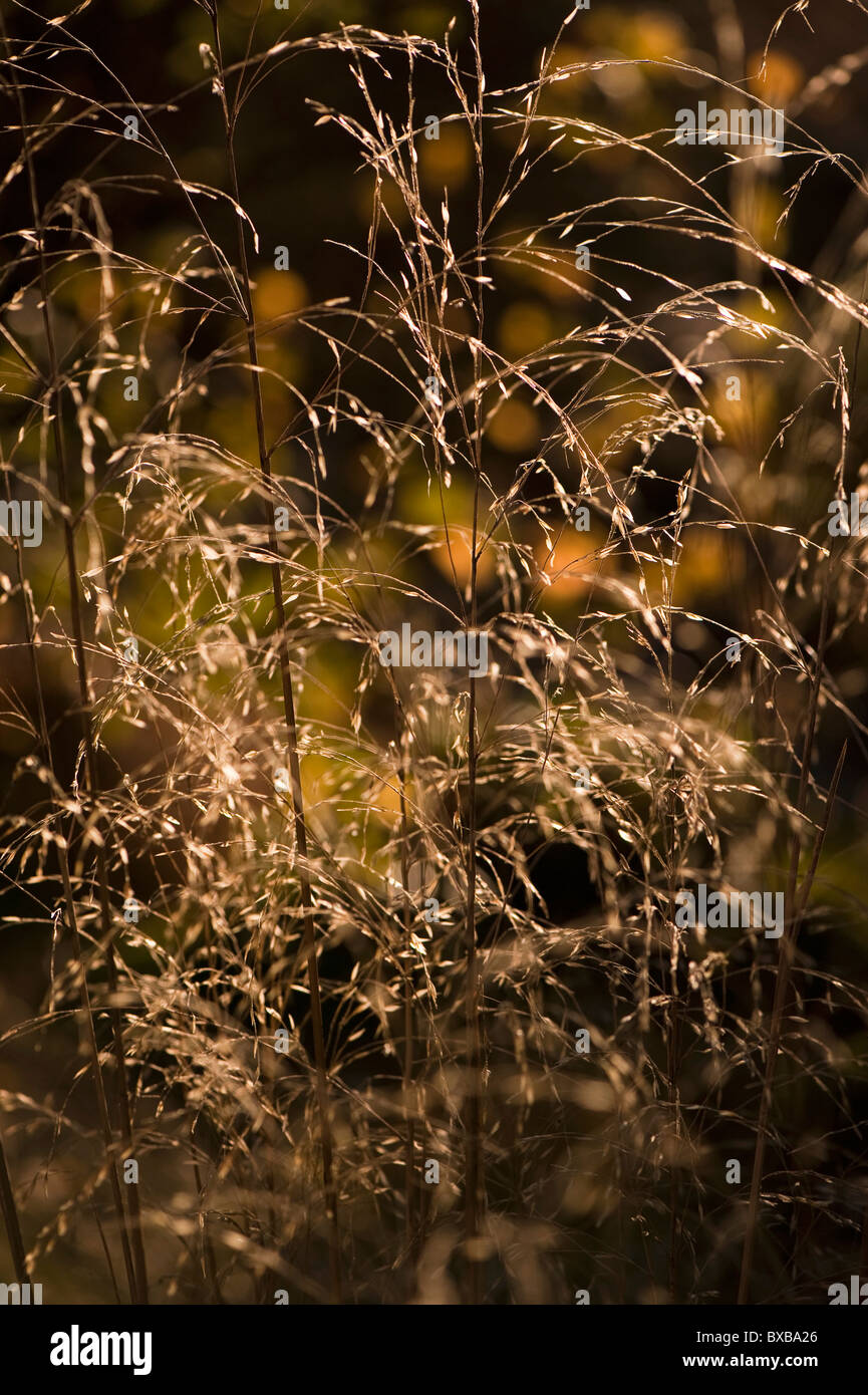 Chionochloa conspicua, Hunangemoho o piumati Tussock erba in novembre Foto Stock