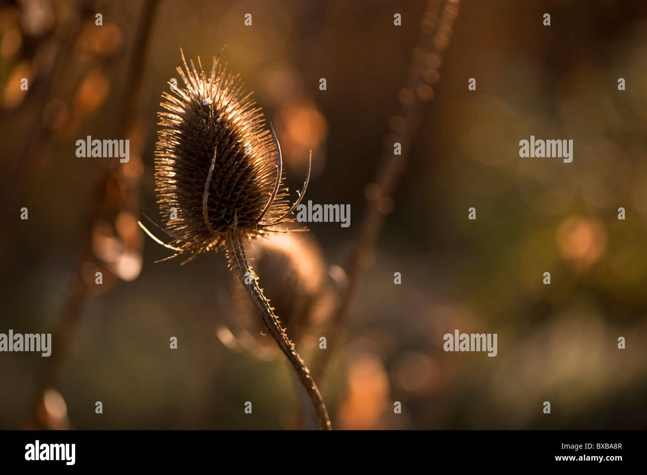 Teasel seme head Dipsacus fullonum, in novembre Foto Stock
