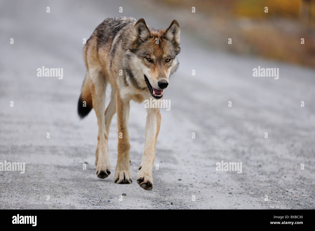 Lupo (Canis lupus) su di una strada, in cerca di cibo, Parco Nazionale di Denali, Alaska Foto Stock