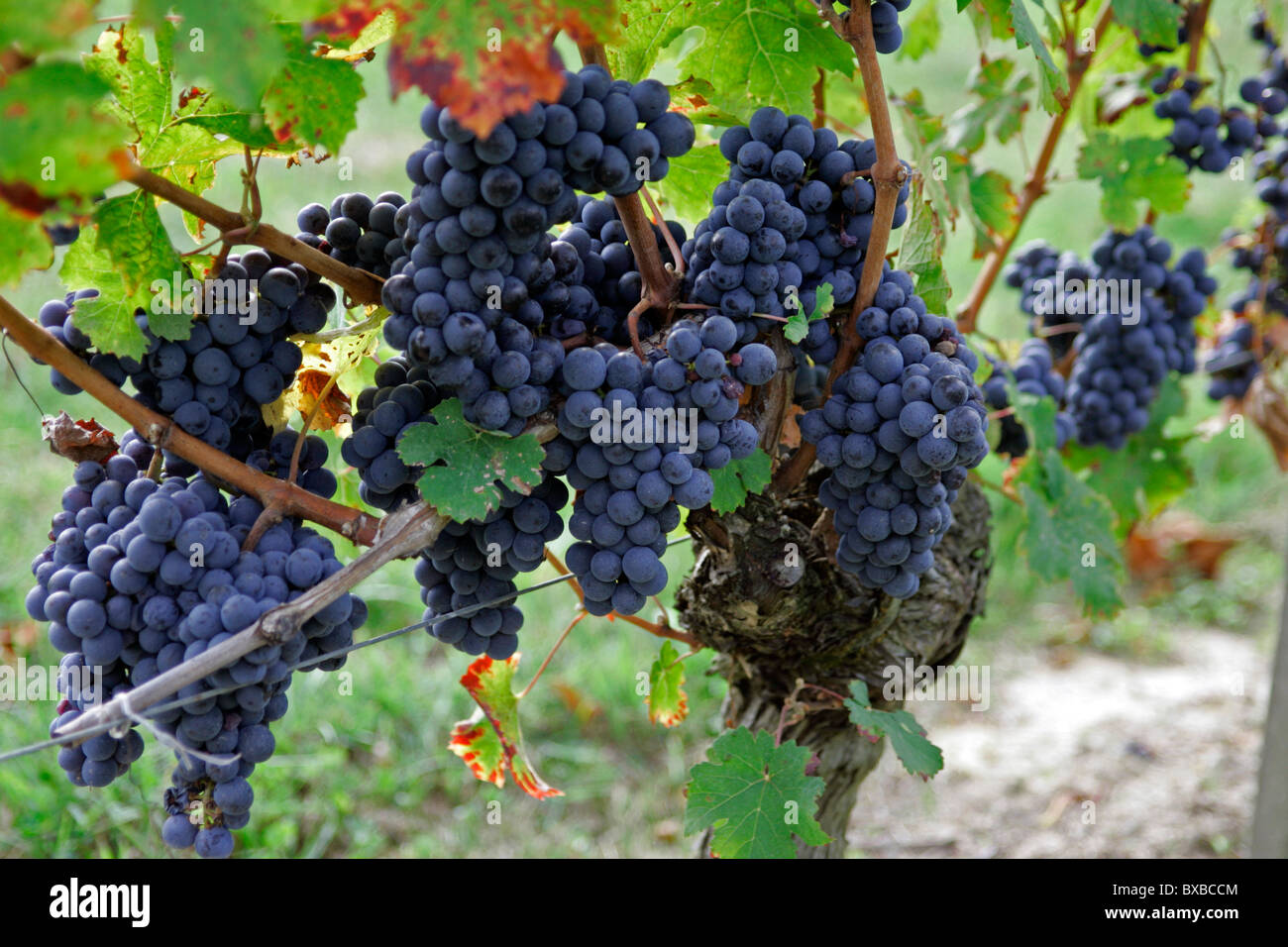 Mature di uve da vino nella vigna, St Emilion, Bordeaux, Francia, Europa Foto Stock