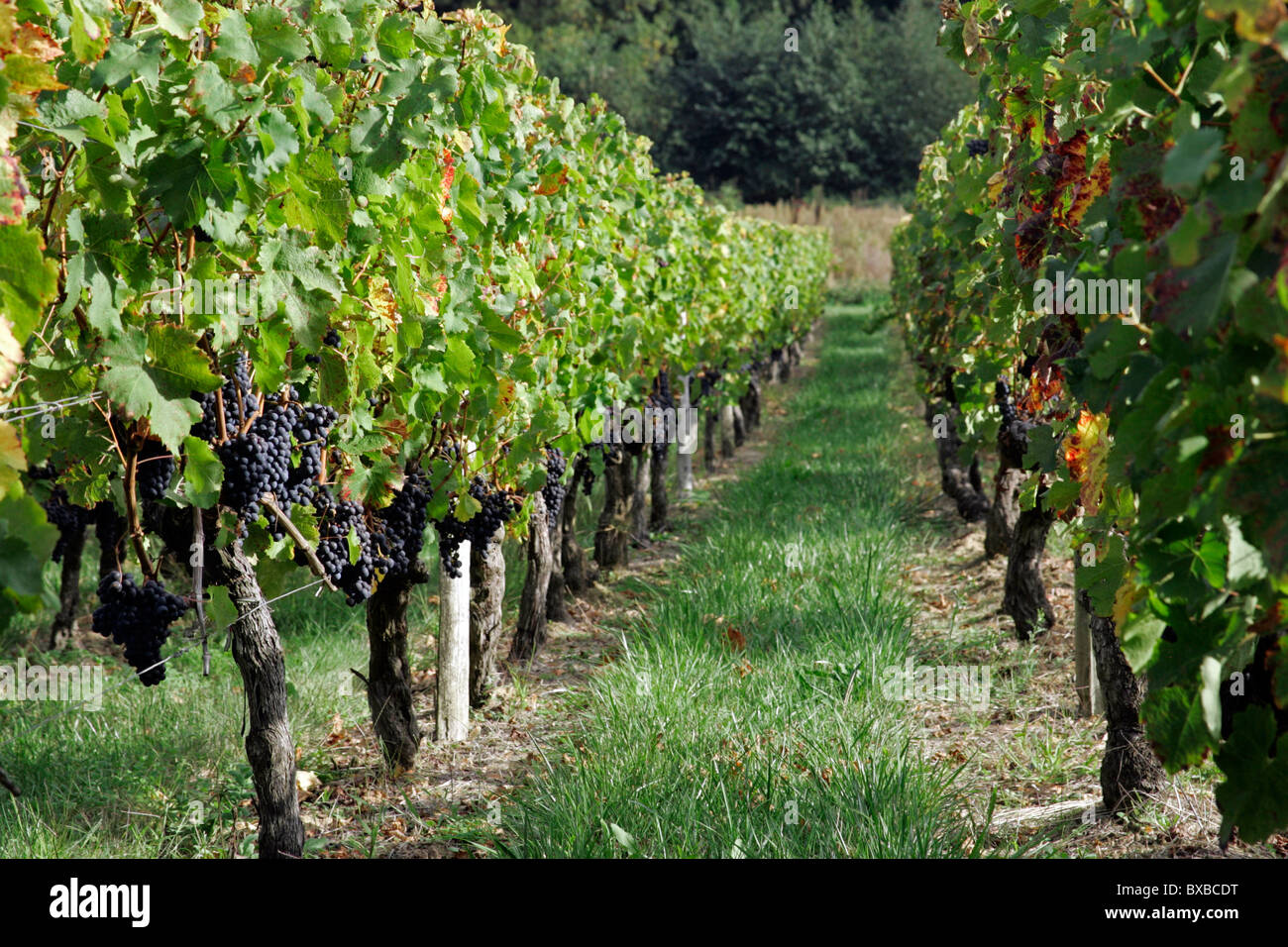 Mature di uve da vino nella vigna, St Emilion, Bordeaux, Francia, Europa Foto Stock