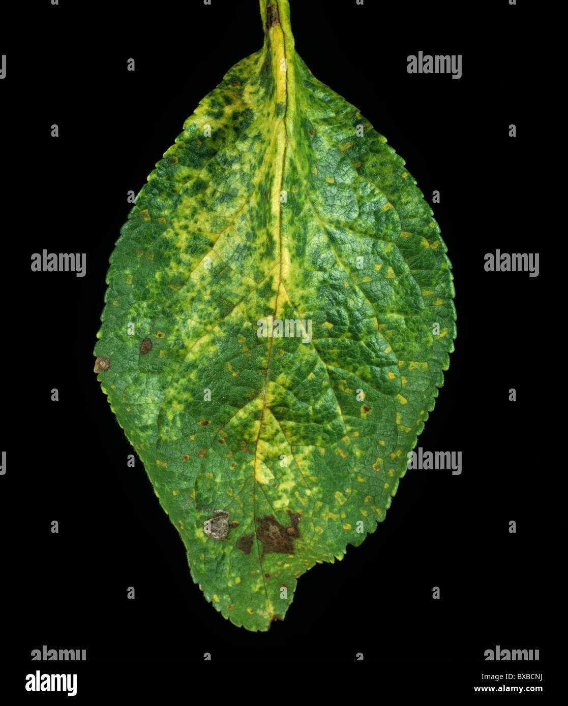 Prugna ruggine (Tranzschelia scolorire) sintomi su foglia di prugne superficie superiore Foto Stock