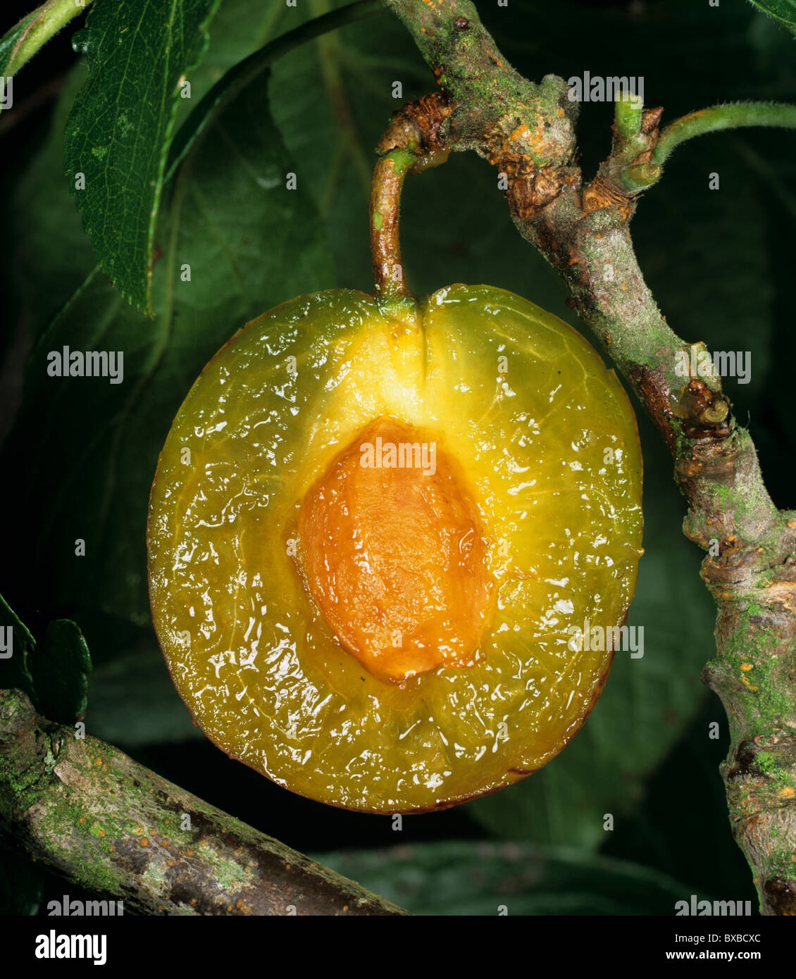 Prugna sezionata che mostra di frutta in pietra di una tipica drupa Foto Stock