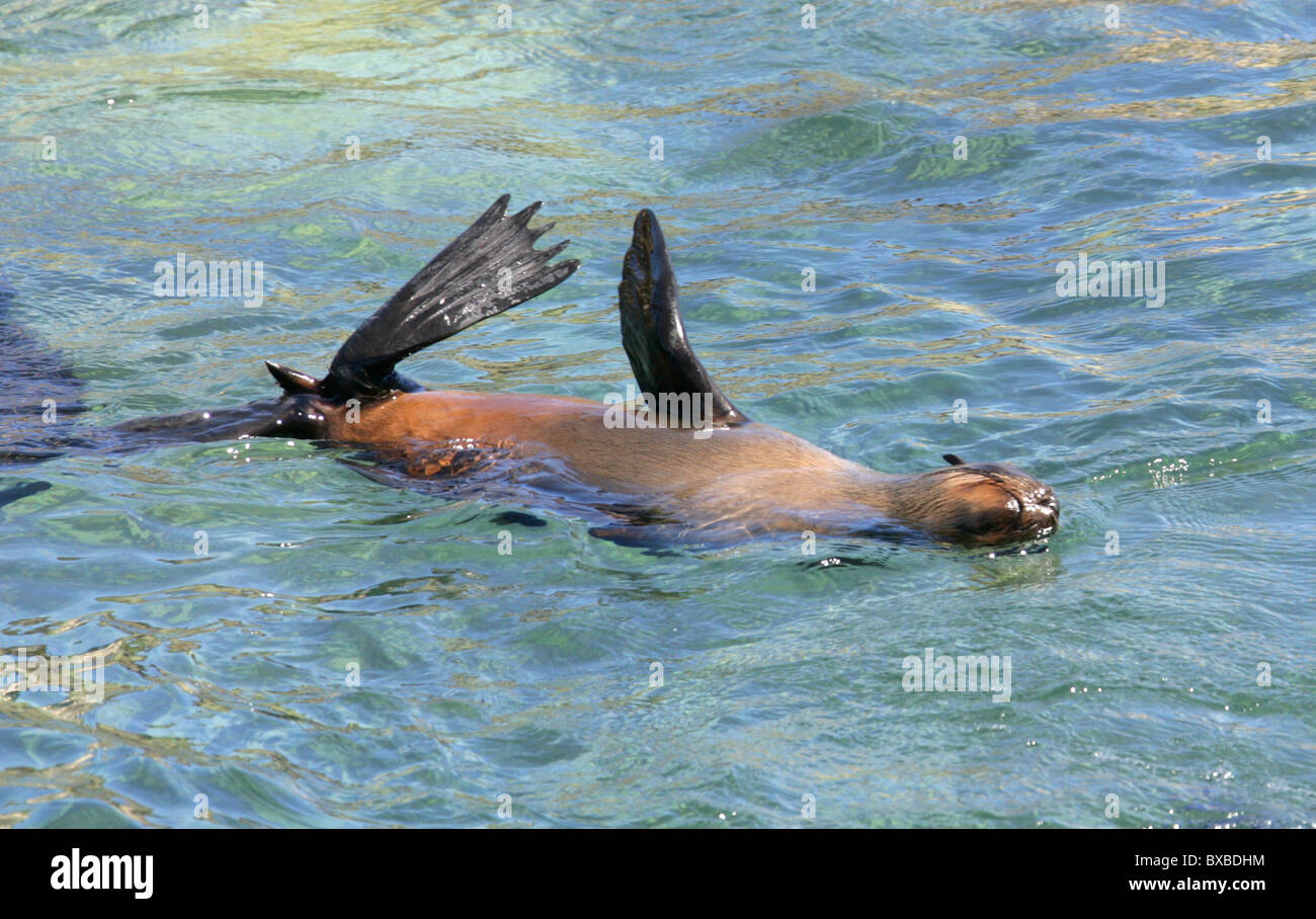 Capo o marrone pelliccia sigillo, Arctocephalus pusillus pusillus, Otariidae. Isola di tenuta, Hout Bay, Città del Capo Occidentale, Sud Africa. Foto Stock
