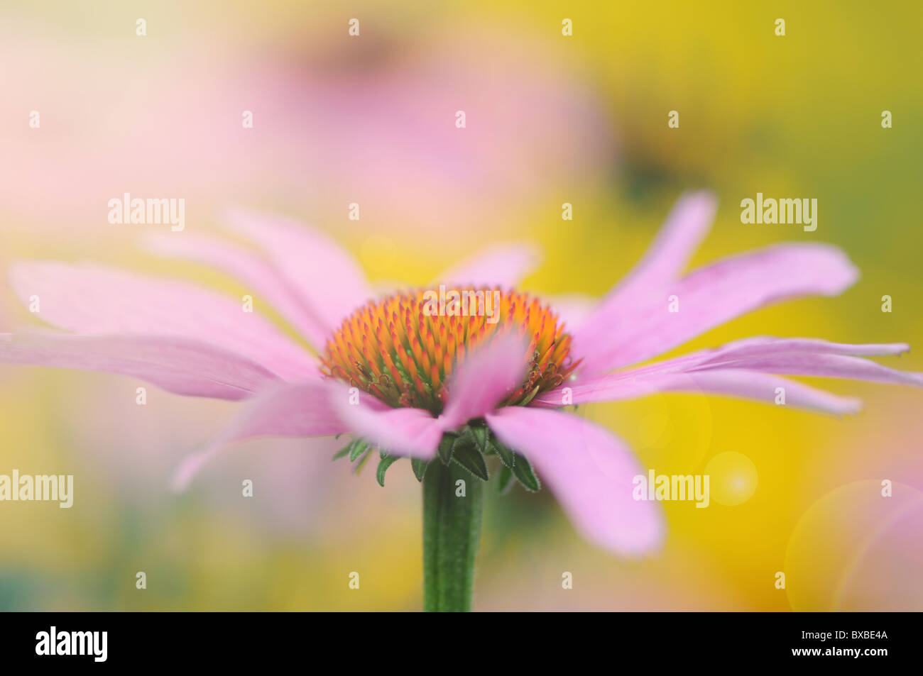 Un unico prodotto a base di echinacea purpurea fiore con Sun Flare - Lens Flare Foto Stock